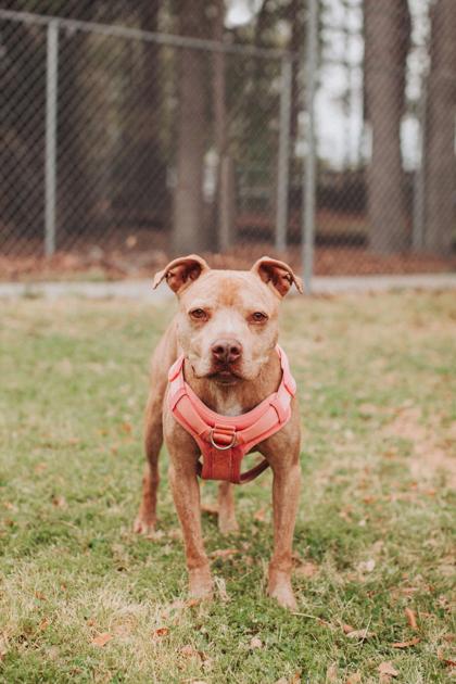 90502A Waffles, Adoptable, Adult Male American Staffordshire Terrier & Mixed Breed.