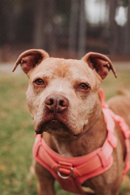 Enlarge 90502A Waffles, a Adoptable mixed breed in North Charleston, SC image 2/3