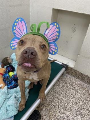 Enlarge 90502A Waffles, a Adoptable mixed breed in North Charleston, SC image 3/3