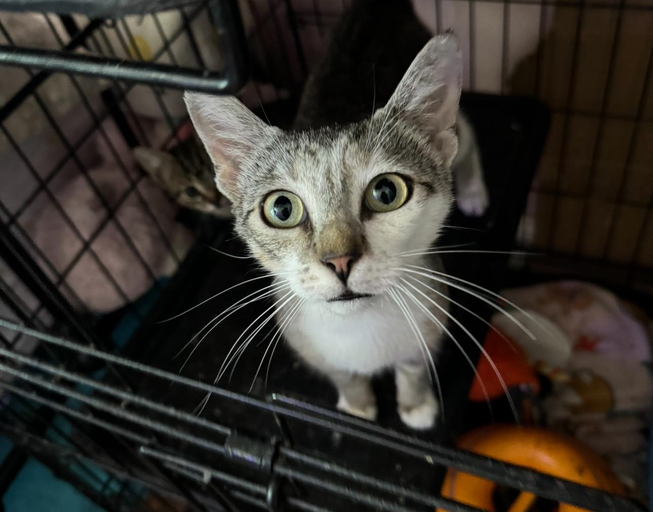 Darla, Adult Female Tabby