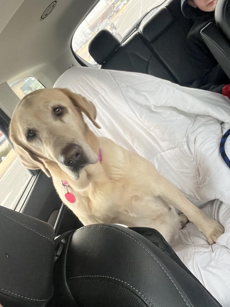 Enlarge Libby, a Adoptable Labrador Retriever image 1/1