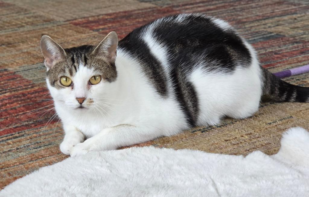 Tricky, Adoptable, Adult Female Domestic Short Hair.