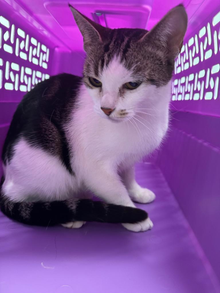 Enlarge Tricky, a Adoptable mixed breed in Bloomington, IN image 2/6