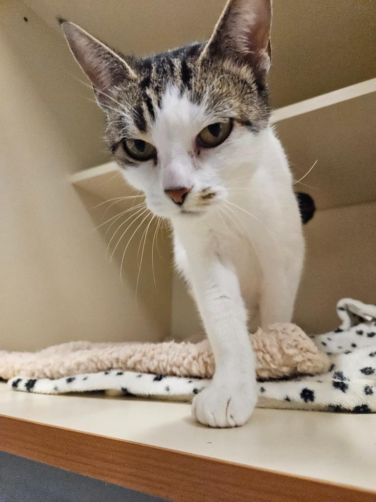 Enlarge Tricky, a Adoptable mixed breed in Bloomington, IN image 3/6