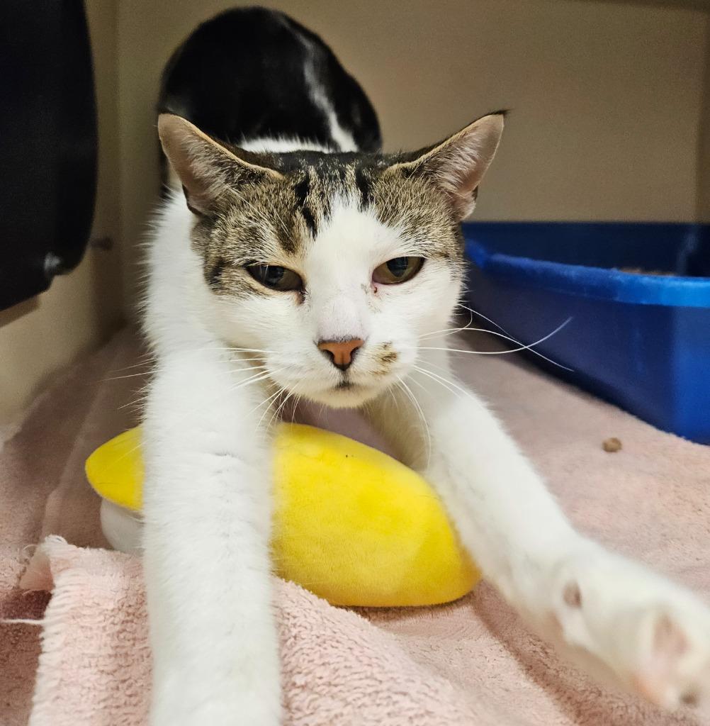 Enlarge Tricky, a Adoptable mixed breed in Bloomington, IN image 4/6