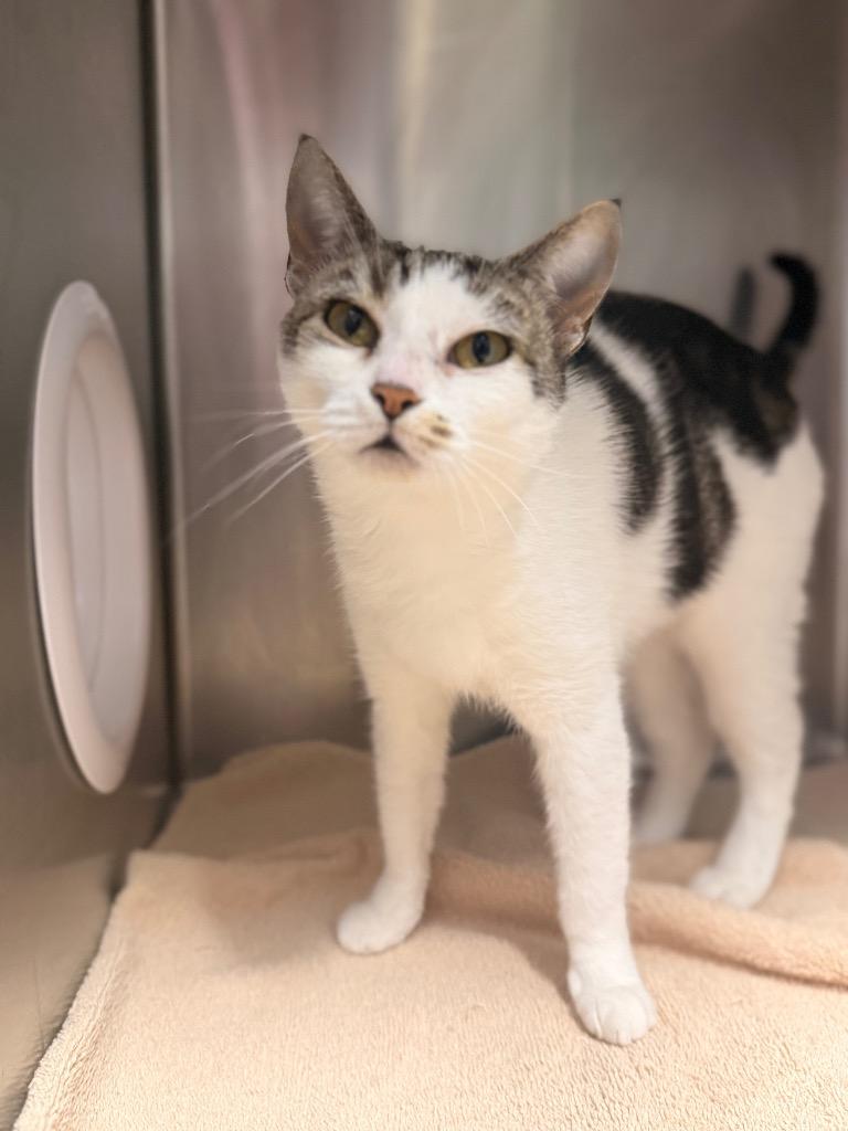 Enlarge Tricky, a Adoptable mixed breed in Bloomington, IN image 5/6