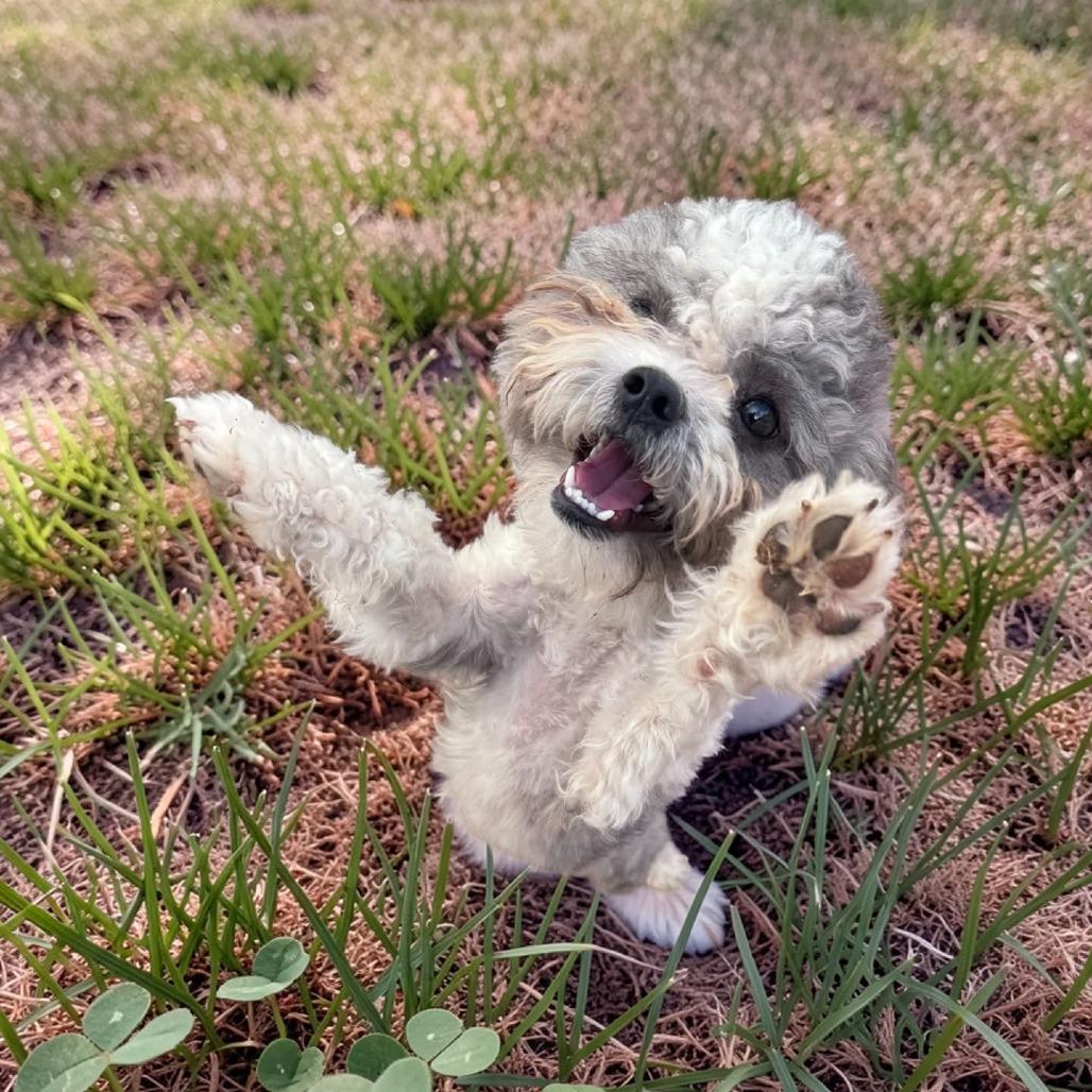 Enlarge Marley, a Adoptable Poodle in Odessa, TX image 1/1