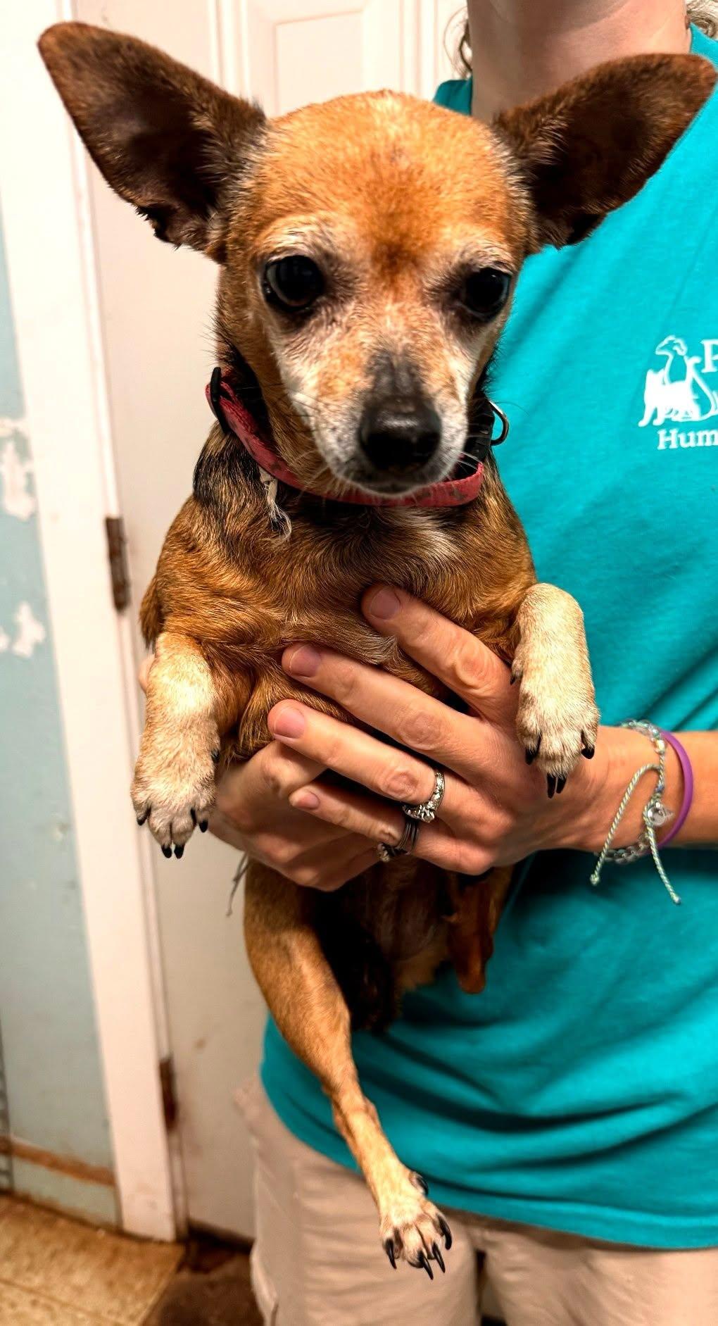 Tink, ADOPTABLE, Senior Female Chihuahua.