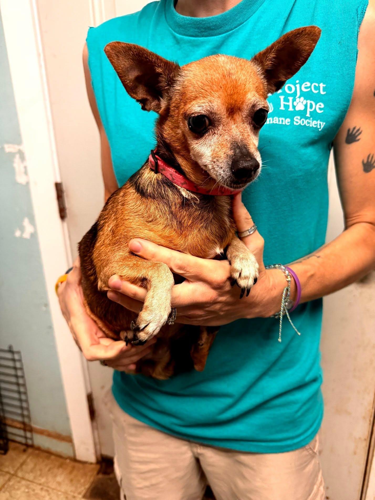 Enlarge Tink, a ADOPTABLE Chihuahua in Metropolis, IL image 2/2