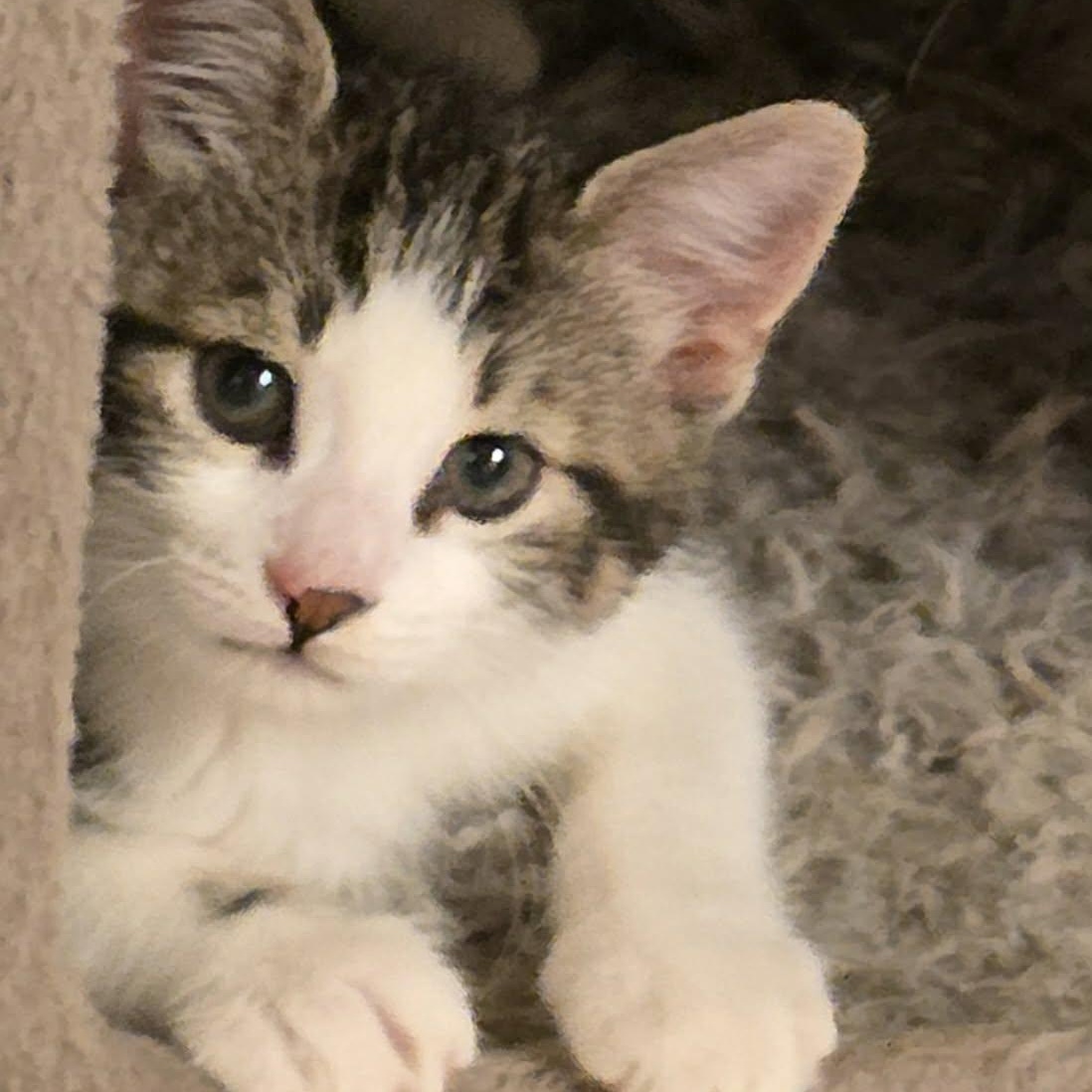 Kyo - Fun-loving & Affectionate!, ADOPTABLE, Kitten Male Domestic Short Hair.