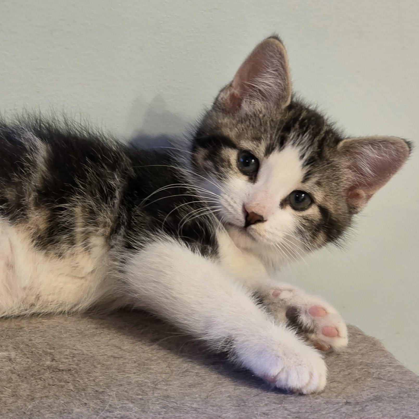 Enlarge Kyo - Fun-loving & Affectionate!, a hold Domestic Short Hair in Hamilton, ON image 4/4