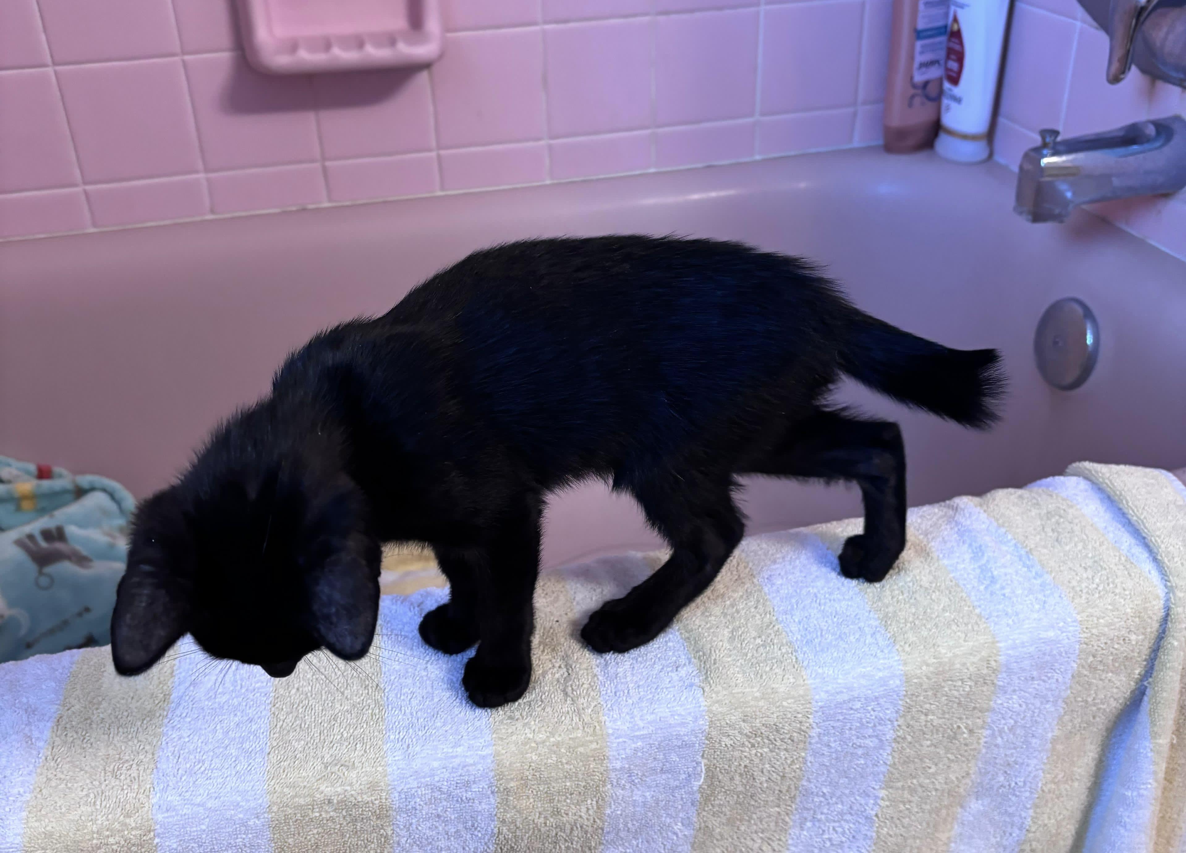 Desmond Jones, ADOPTABLE, Young • Male, American Bobtail & Domestic Short Hair.