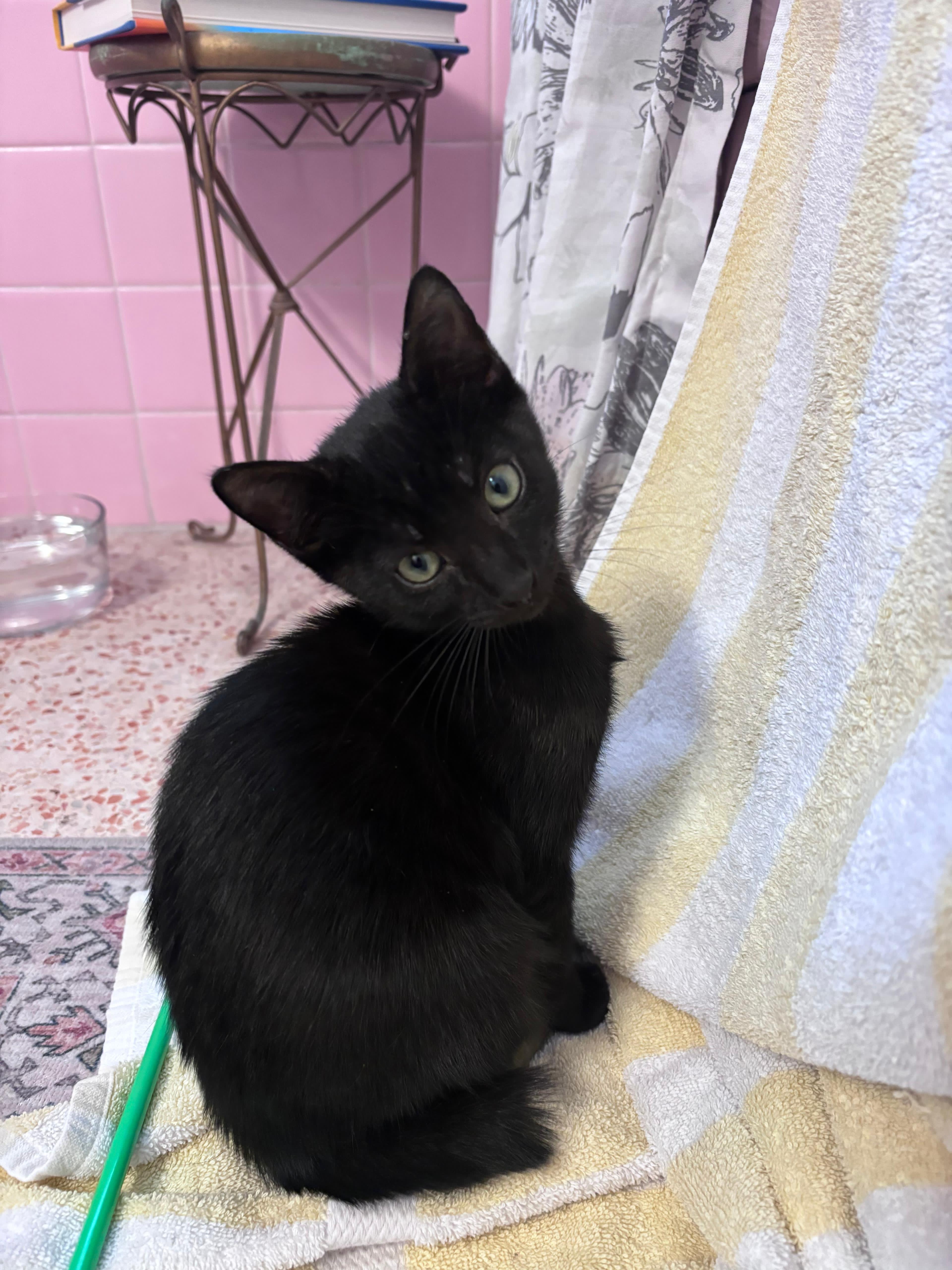 Enlarge Desmond Jones, a Adoptable mixed breed in St Petersburg, FL image 2/4