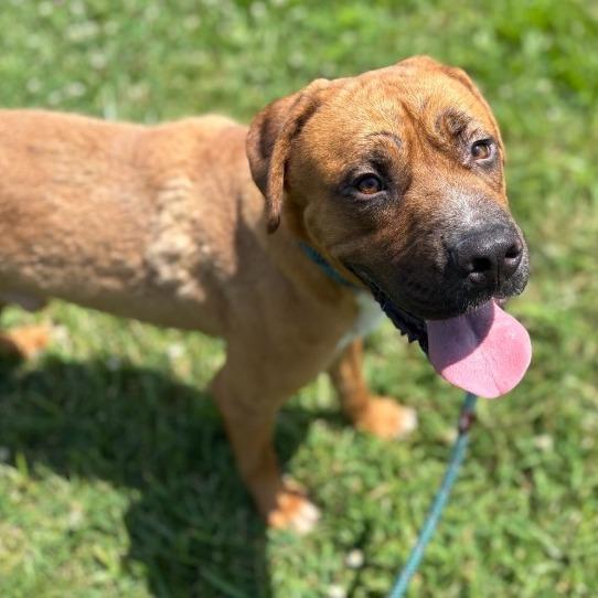 Gudol, a Adoptable Tosa Inu in Kansas City, KS image 1/2