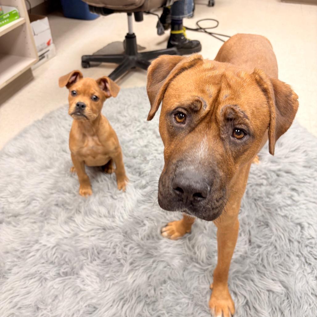 Gudol, a Adoptable Tosa Inu in Kansas City, KS image 2/2