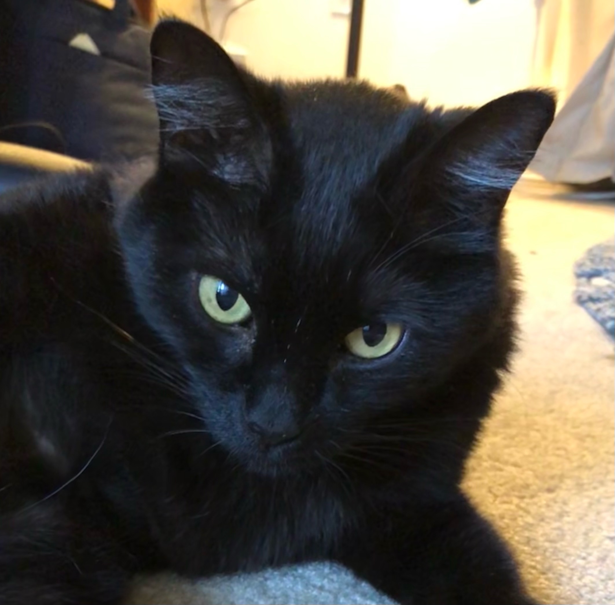 Enlarge Maya, a Adoptable Domestic Short Hair in Irvine, CA image 5/6