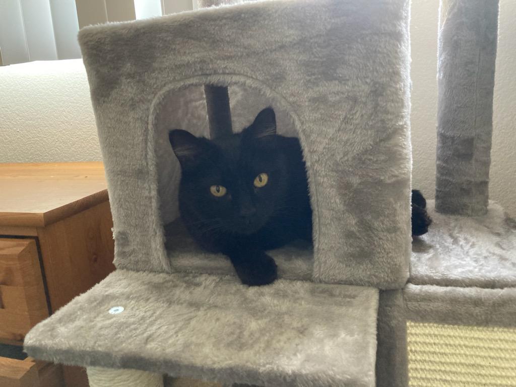 Enlarge Maya, a Adoptable Domestic Short Hair in Irvine, CA image 2/6
