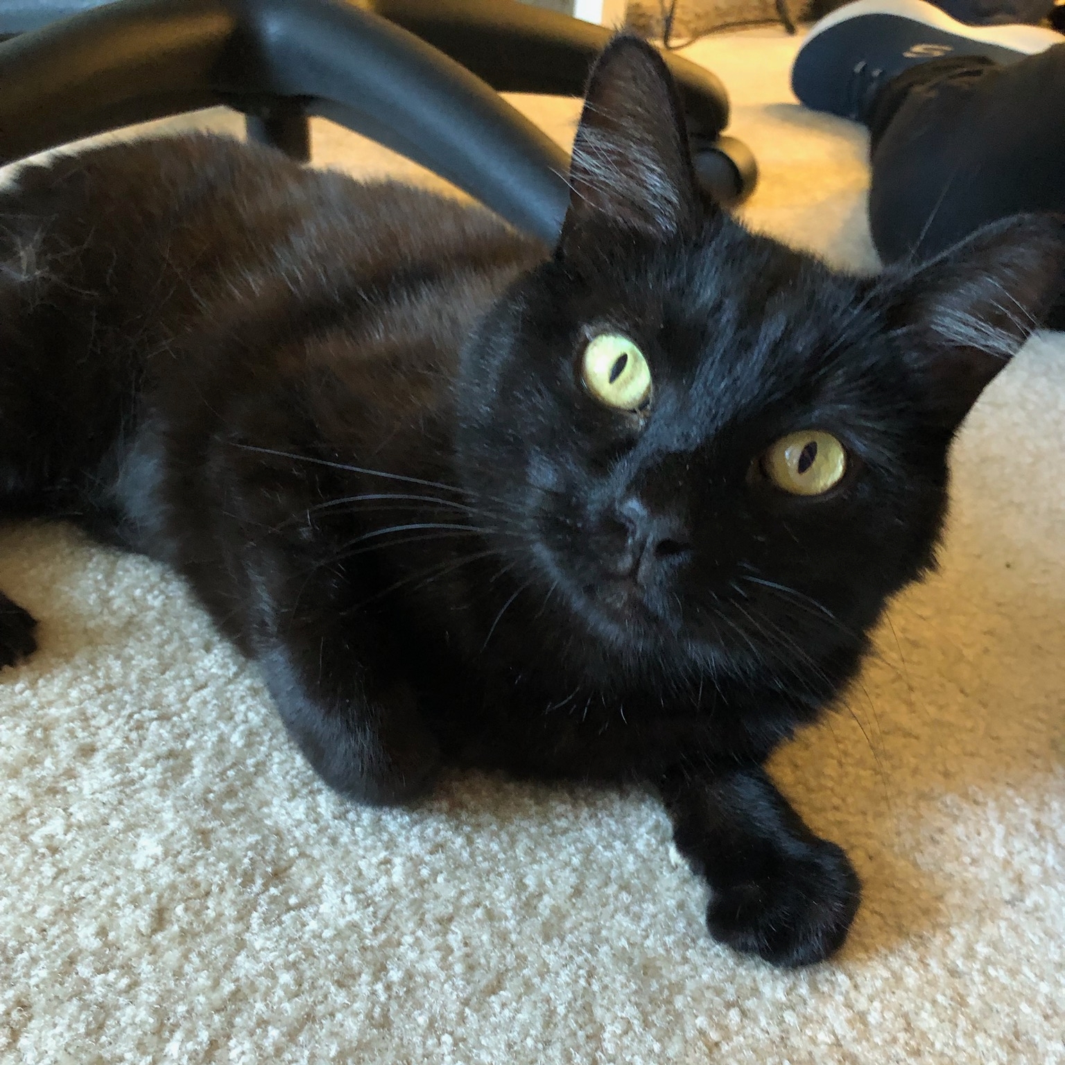 Enlarge Maya, a Adoptable Domestic Short Hair in Irvine, CA image 3/6