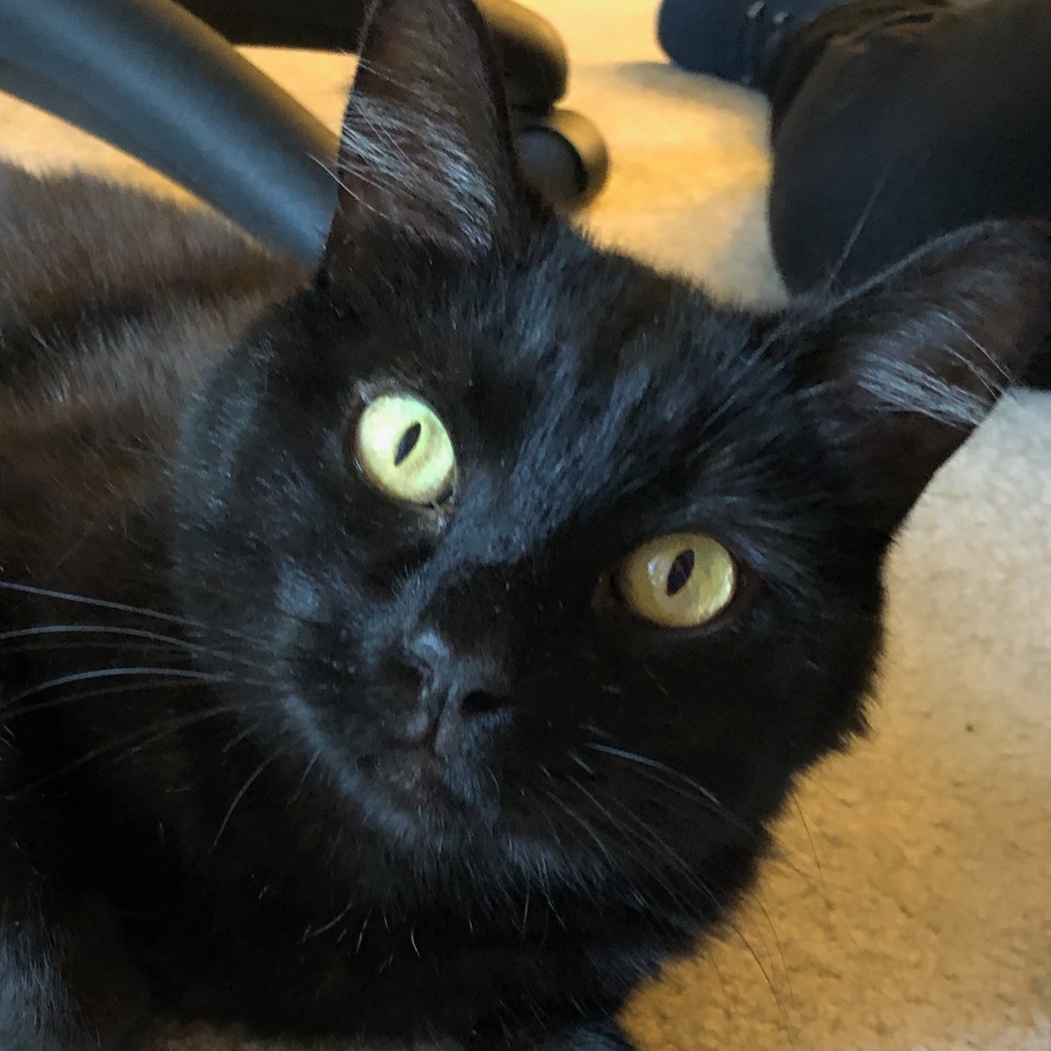 Enlarge Maya, a Adoptable Domestic Short Hair in Irvine, CA image 1/6