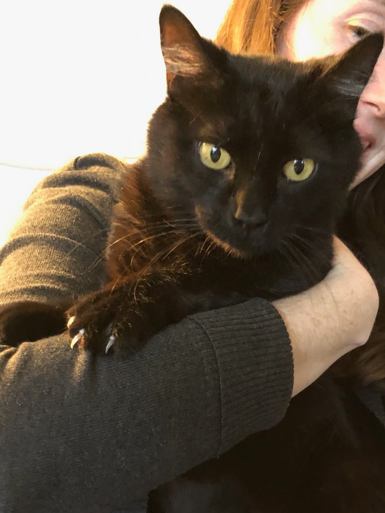 Enlarge Maya, a Adoptable Domestic Short Hair in Irvine, CA image 6/6