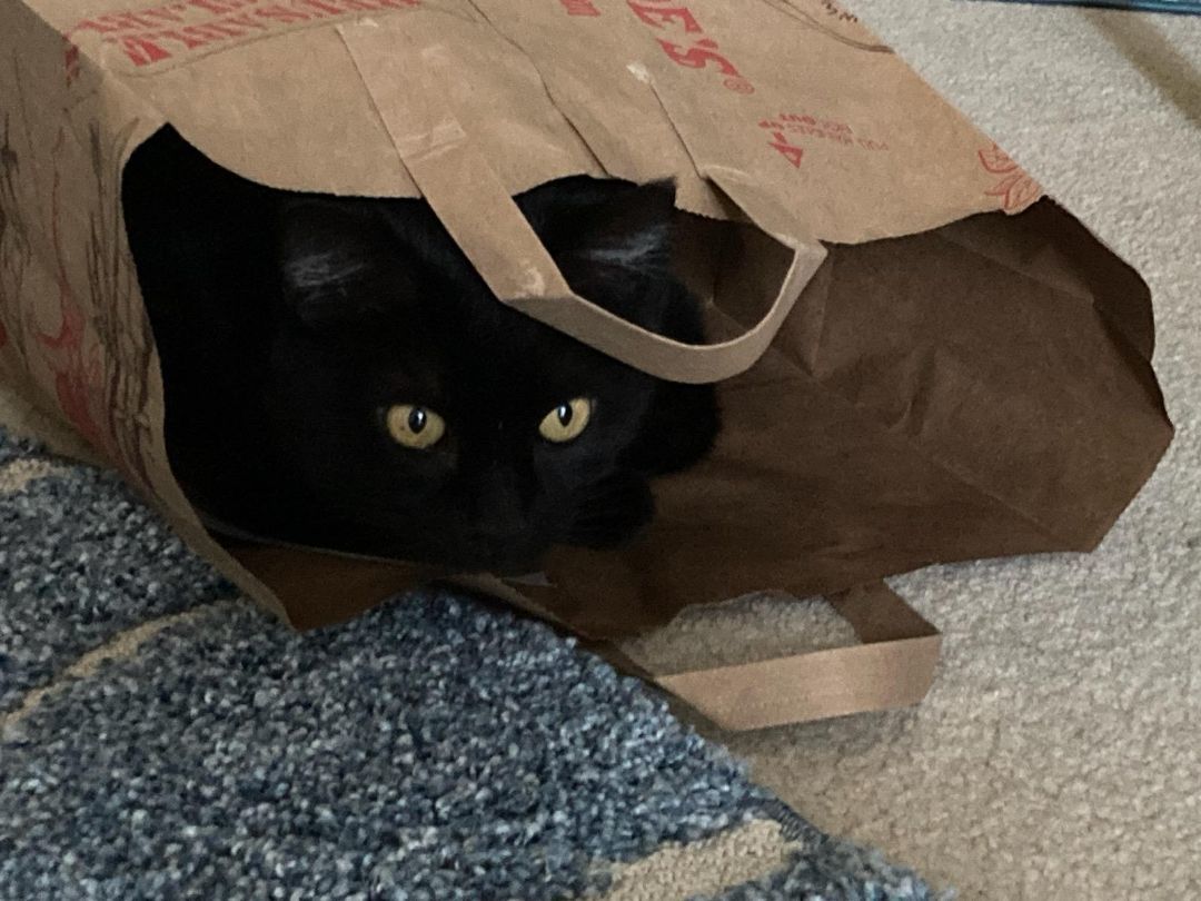 Enlarge Maya, a Adoptable Domestic Short Hair in Irvine, CA image 4/6