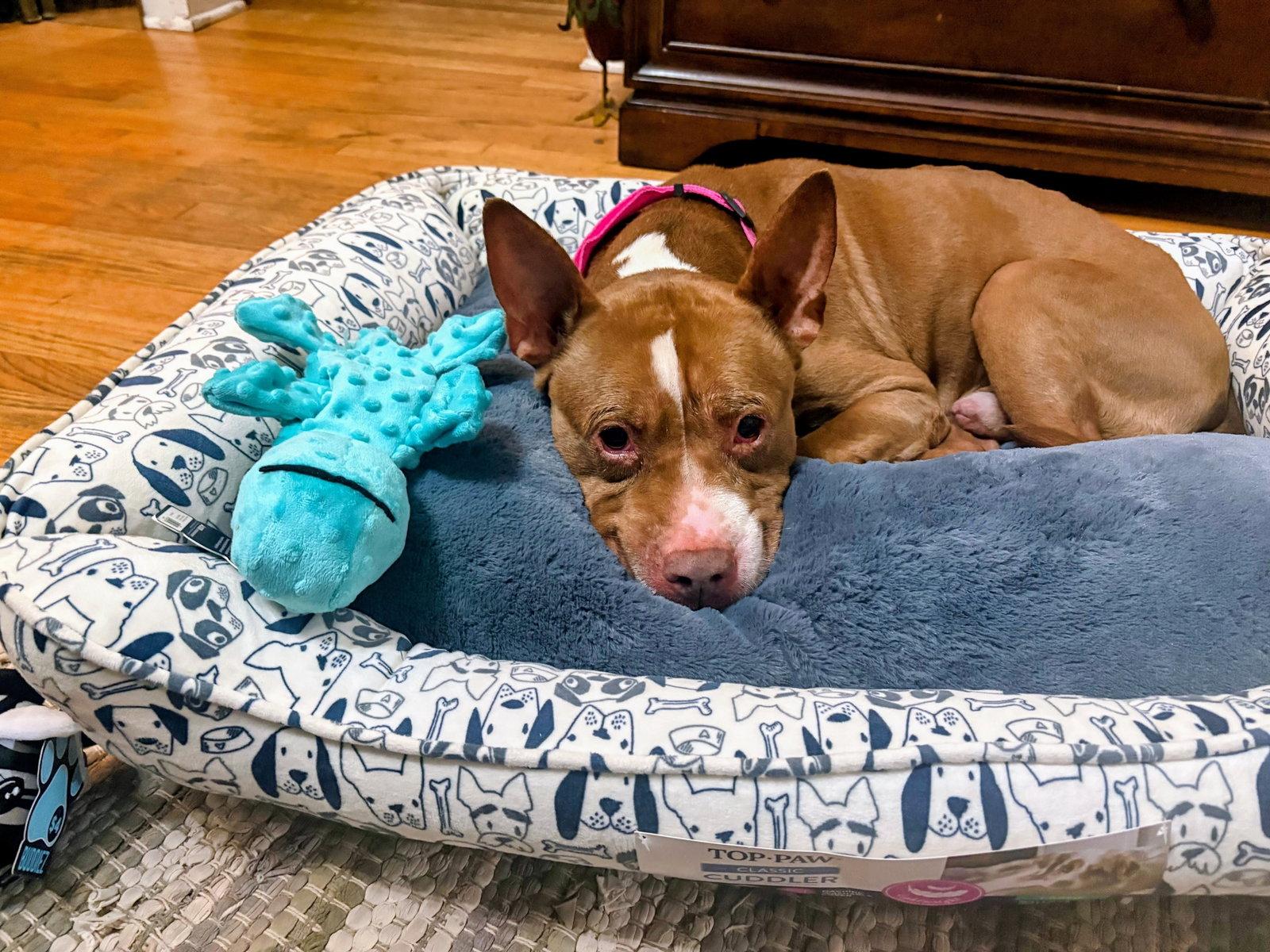 Enlarge Caine, a Adopted American Bulldog in Herndon, VA image 2/3