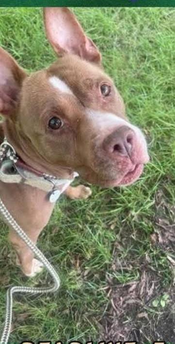 Enlarge Caine, a Adopted American Bulldog in Herndon, VA image 3/3