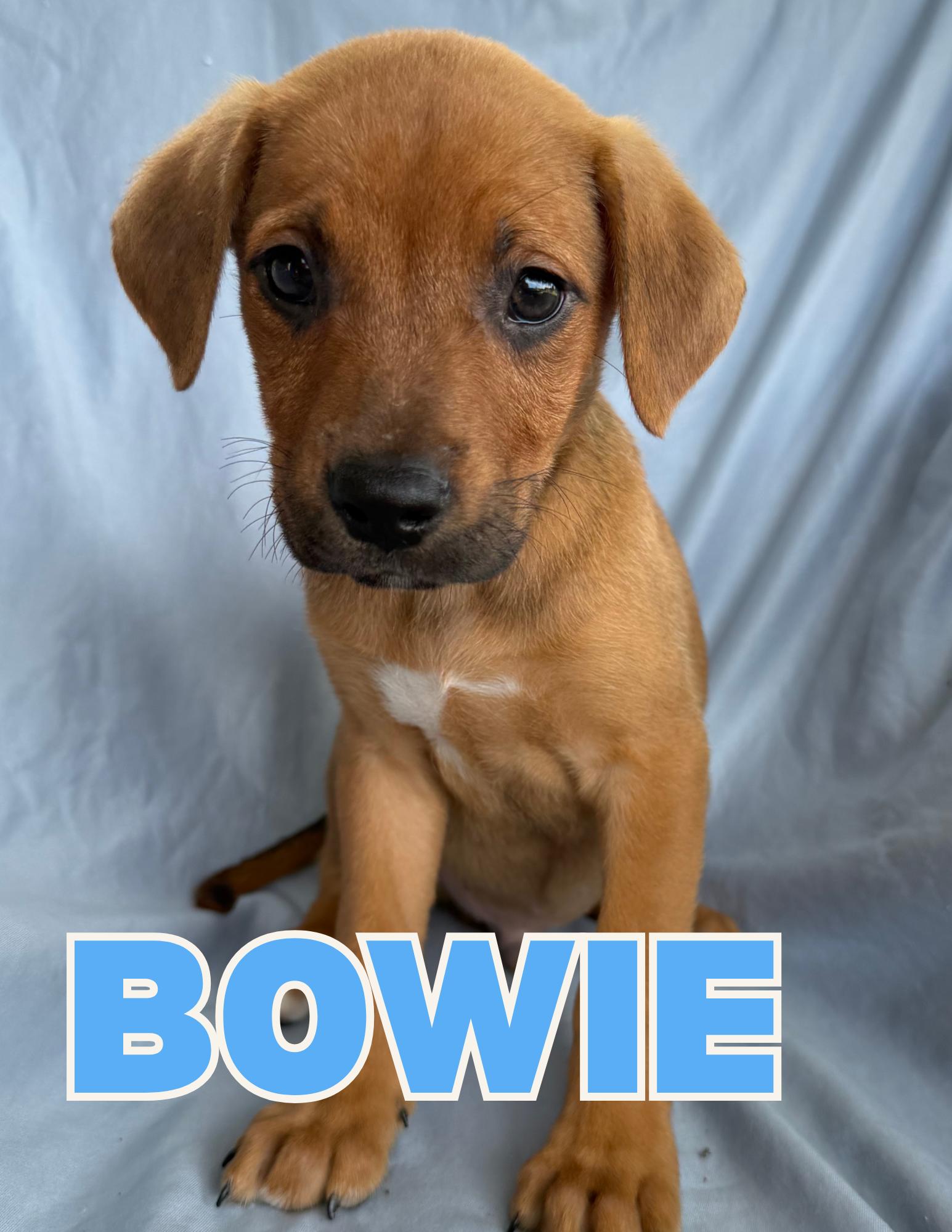 Enlarge Bowie, a Adopted Mixed Breed in Shalimar, FL image 1/3