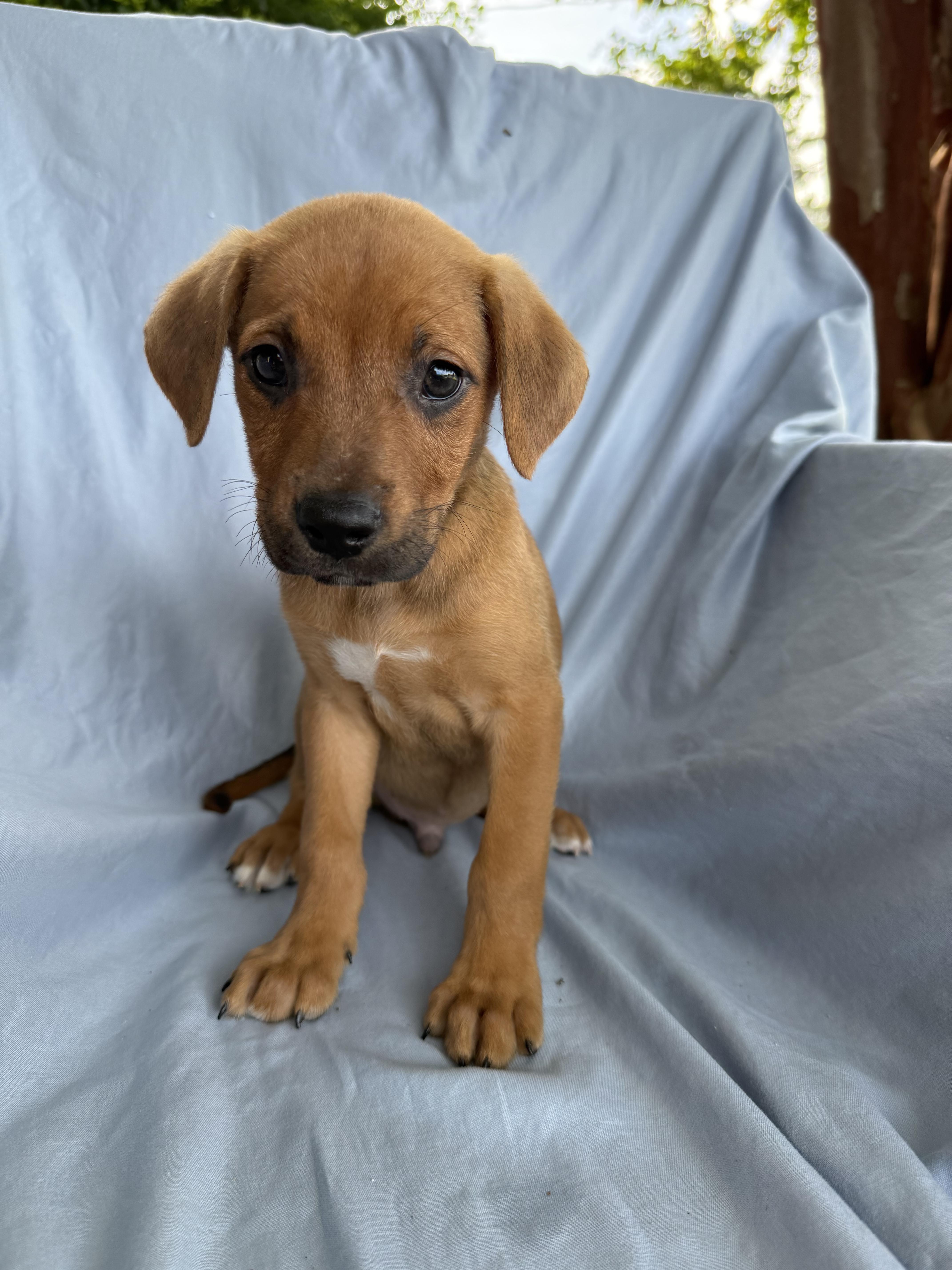 Enlarge Bowie, a Adopted Mixed Breed in Shalimar, FL image 3/3