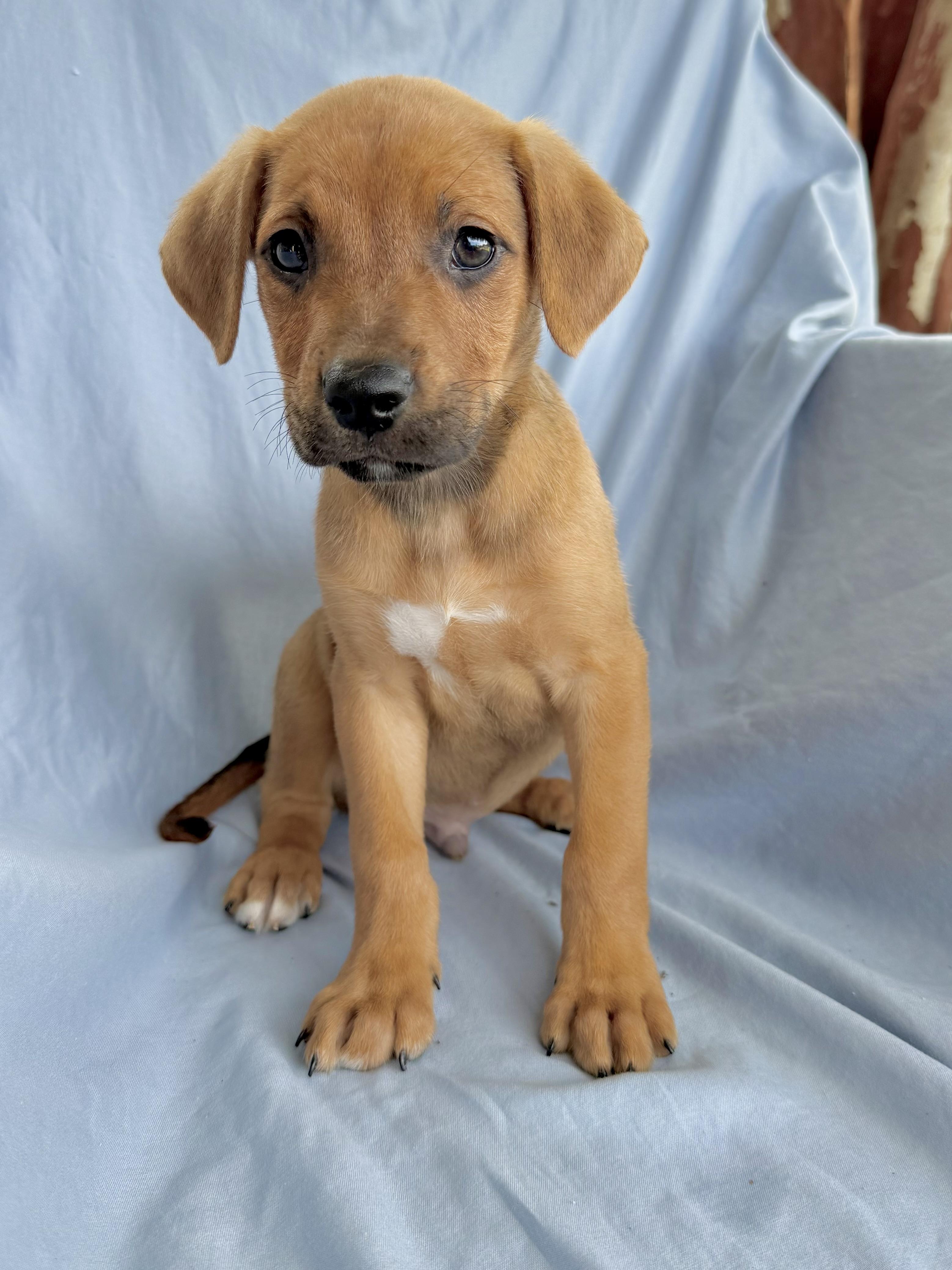 Enlarge Bowie, a Adopted Mixed Breed in Shalimar, FL image 2/3