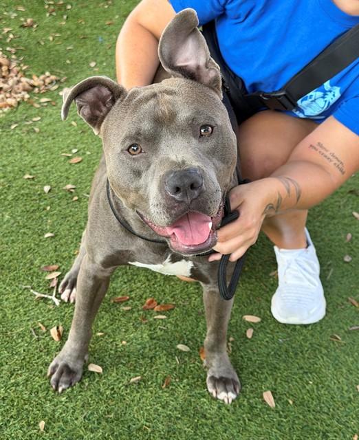 SLATE, Adoptable, Adult Male American Staffordshire Terrier.