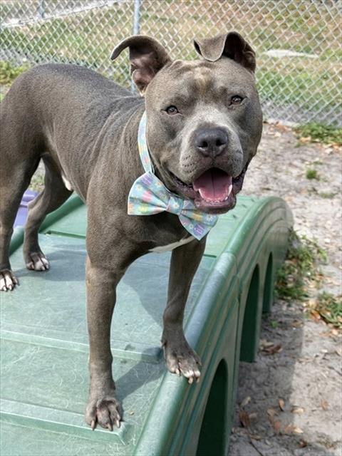 Enlarge SLATE, a Adoptable American Staffordshire Terrier in Fort Myers, FL image 1/1