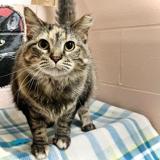 Celia, Adoptable, Young Female Domestic Medium Hair.