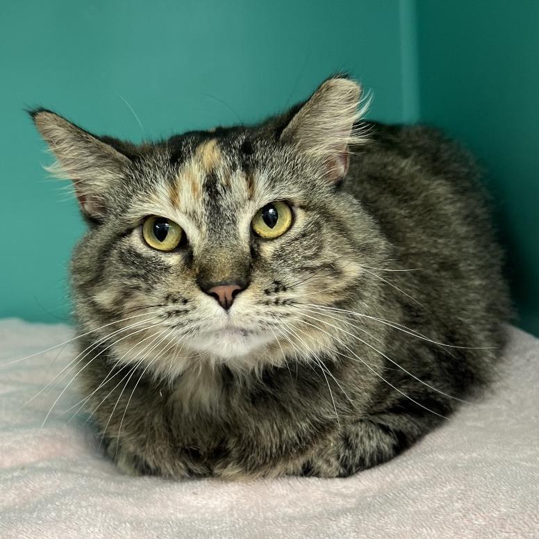 Celia, a Adoptable Domestic Medium Hair in Owosso, MI image 2/2