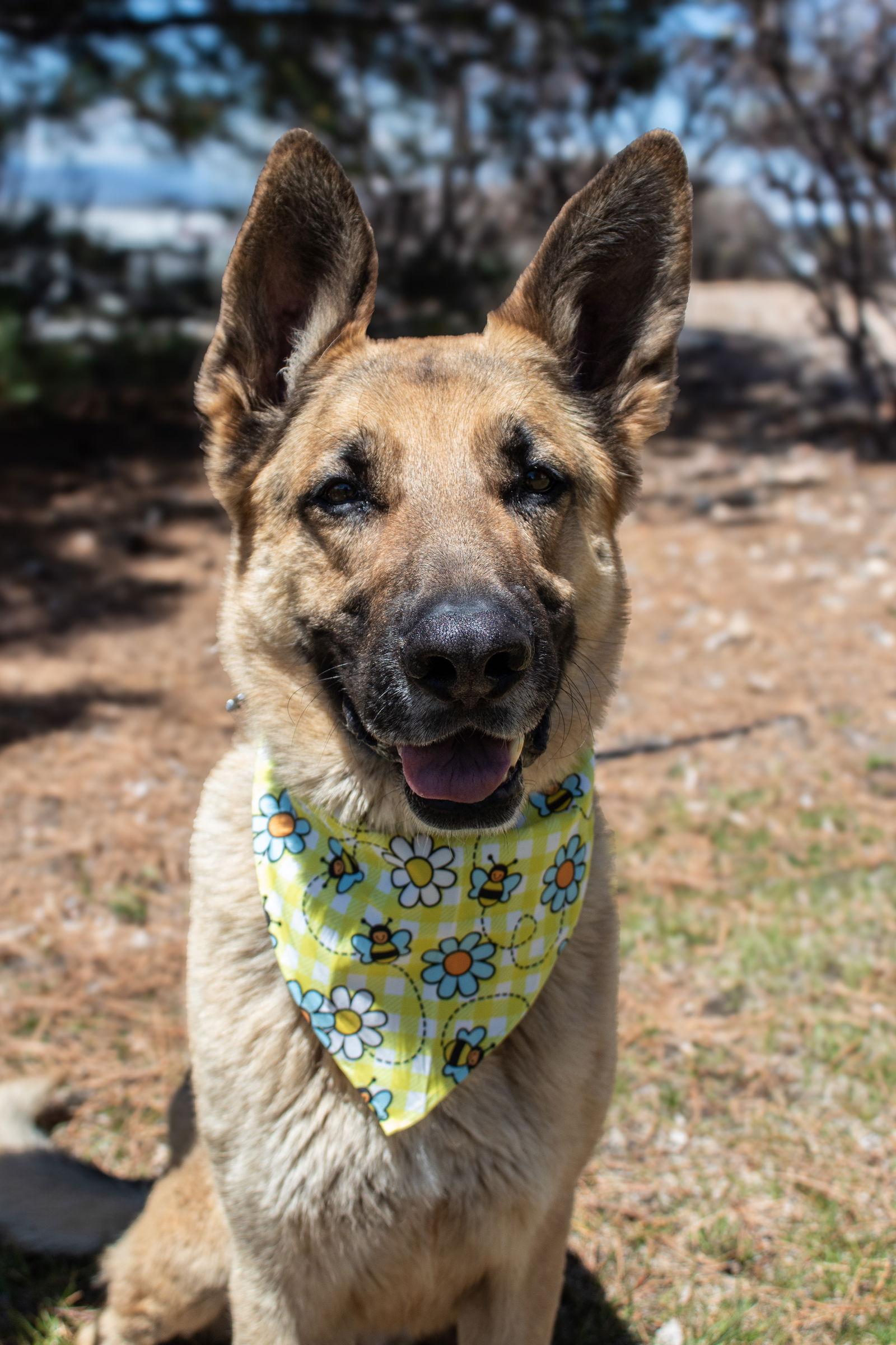 Enlarge Seuss, a Adoptable German Shepherd Dog in Lakewood, CO image 1/3