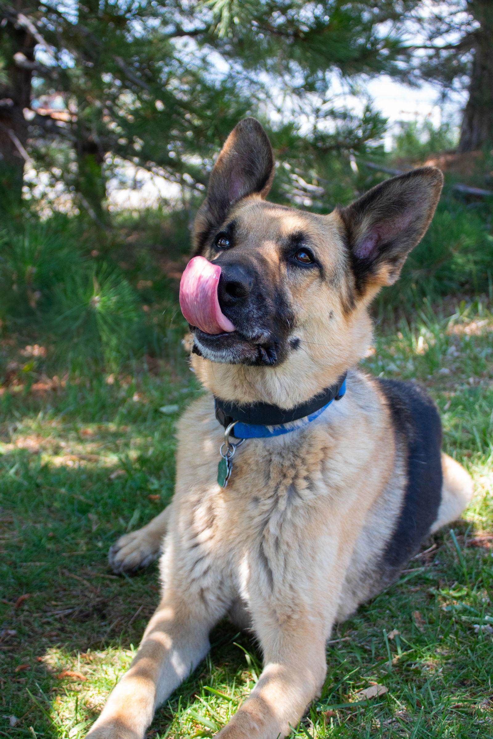 Enlarge Seuss, a Adoptable German Shepherd Dog in Lakewood, CO image 3/3