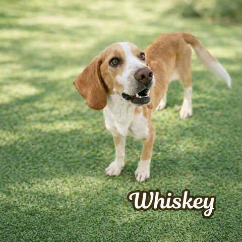 Whiskey, ADOPTABLE, Young Male Beagle.
