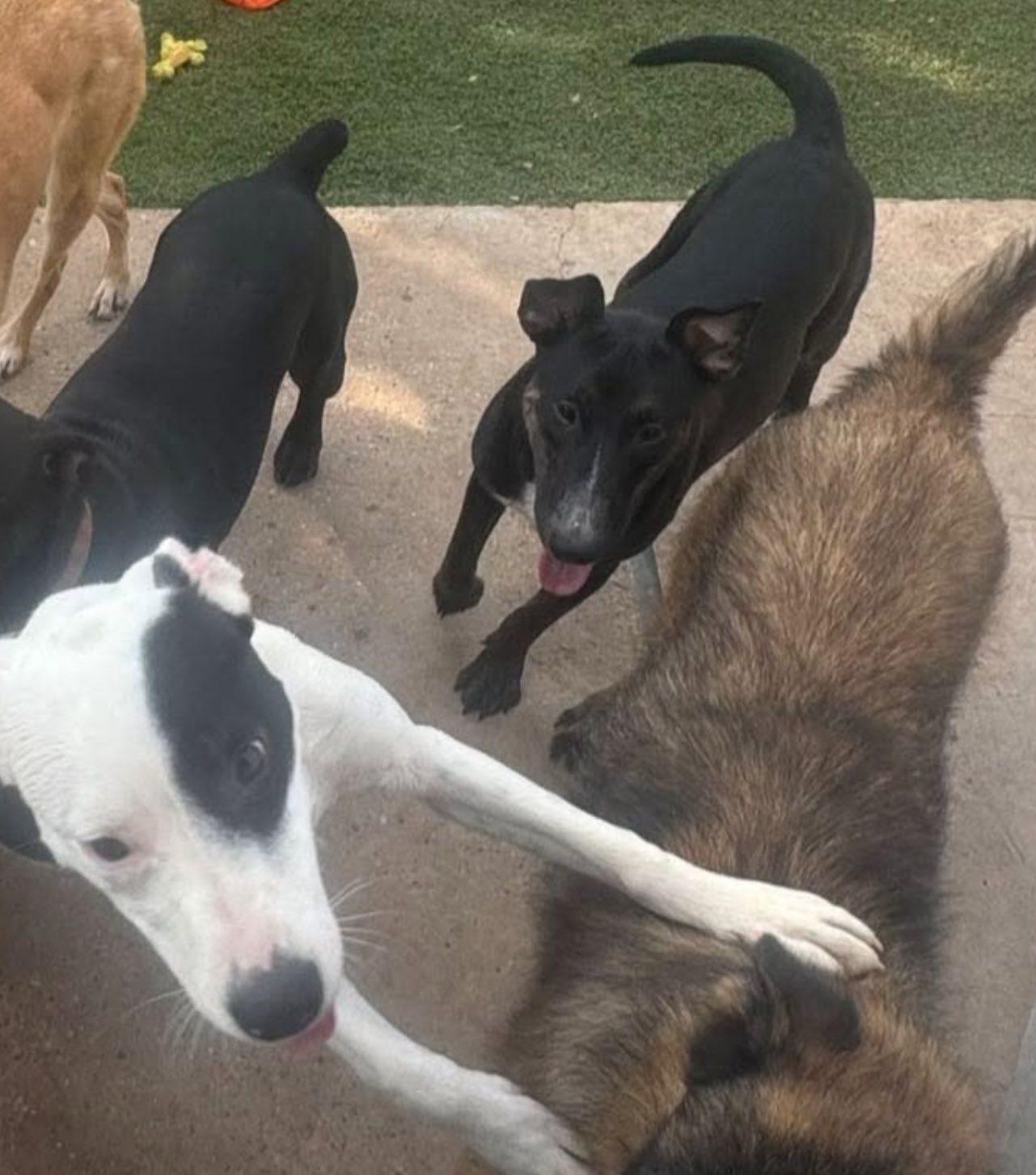 Stella, Adoptable, Young Female Bull Terrier.