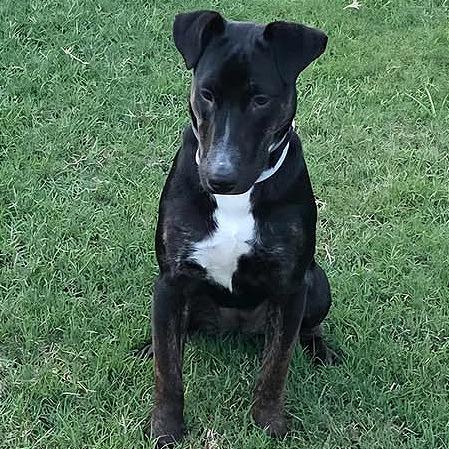 Enlarge Stella, a Adoptable mixed breed in Mount Arlington, NJ image 4/6