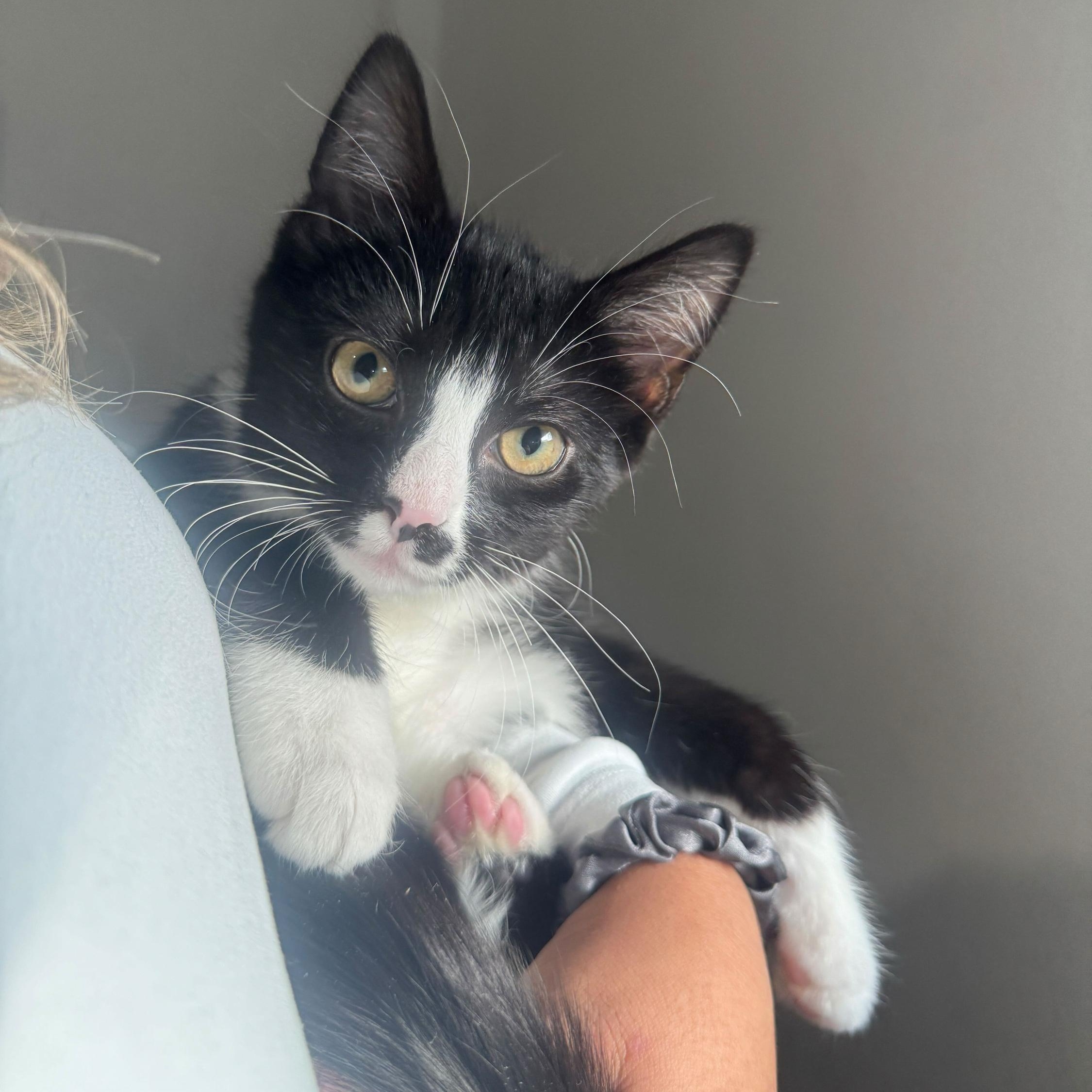 Enlarge Checo, an adopted Domestic Short Hair in Long Island City, NY image 1/6