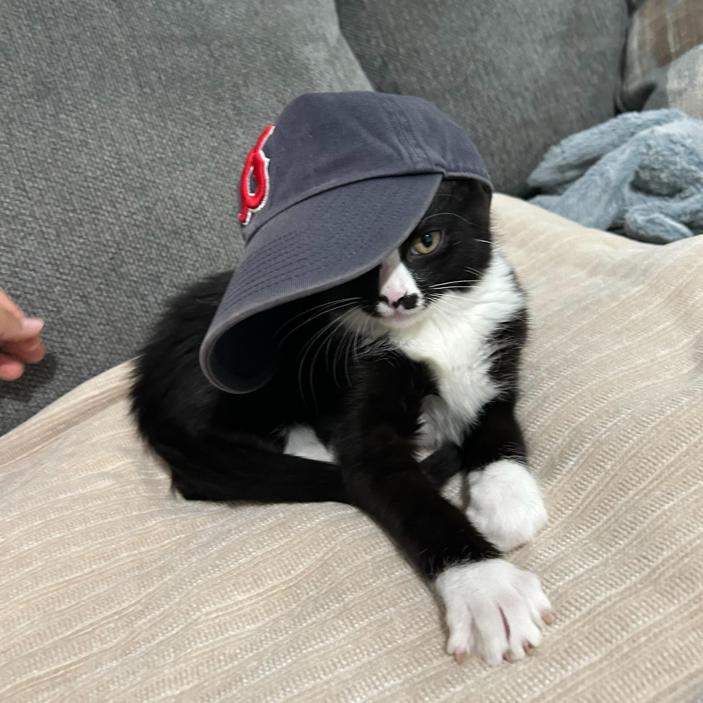 Enlarge Checo, an adopted Domestic Short Hair in Long Island City, NY image 2/6