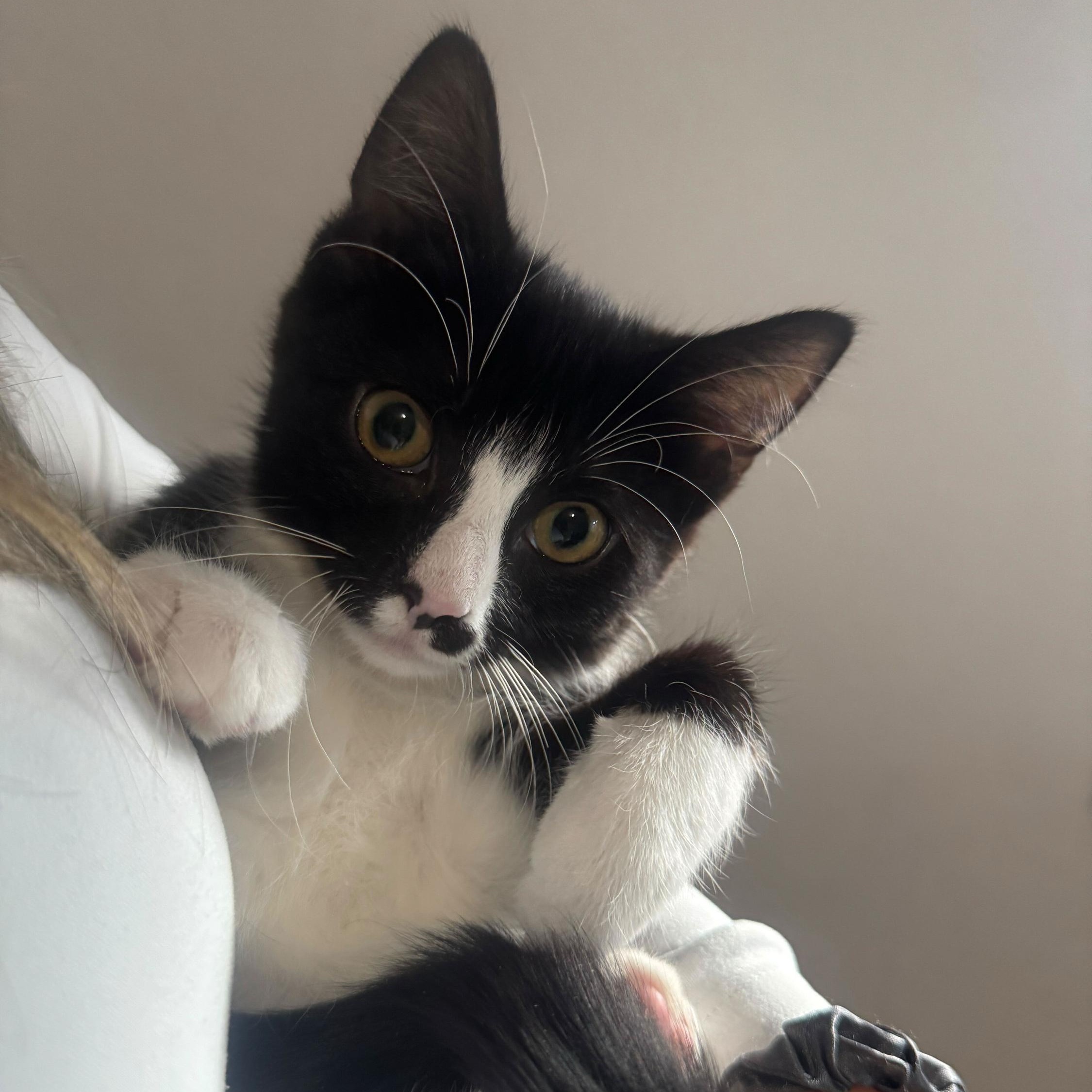 Enlarge Checo, an adopted Domestic Short Hair in Long Island City, NY image 3/6