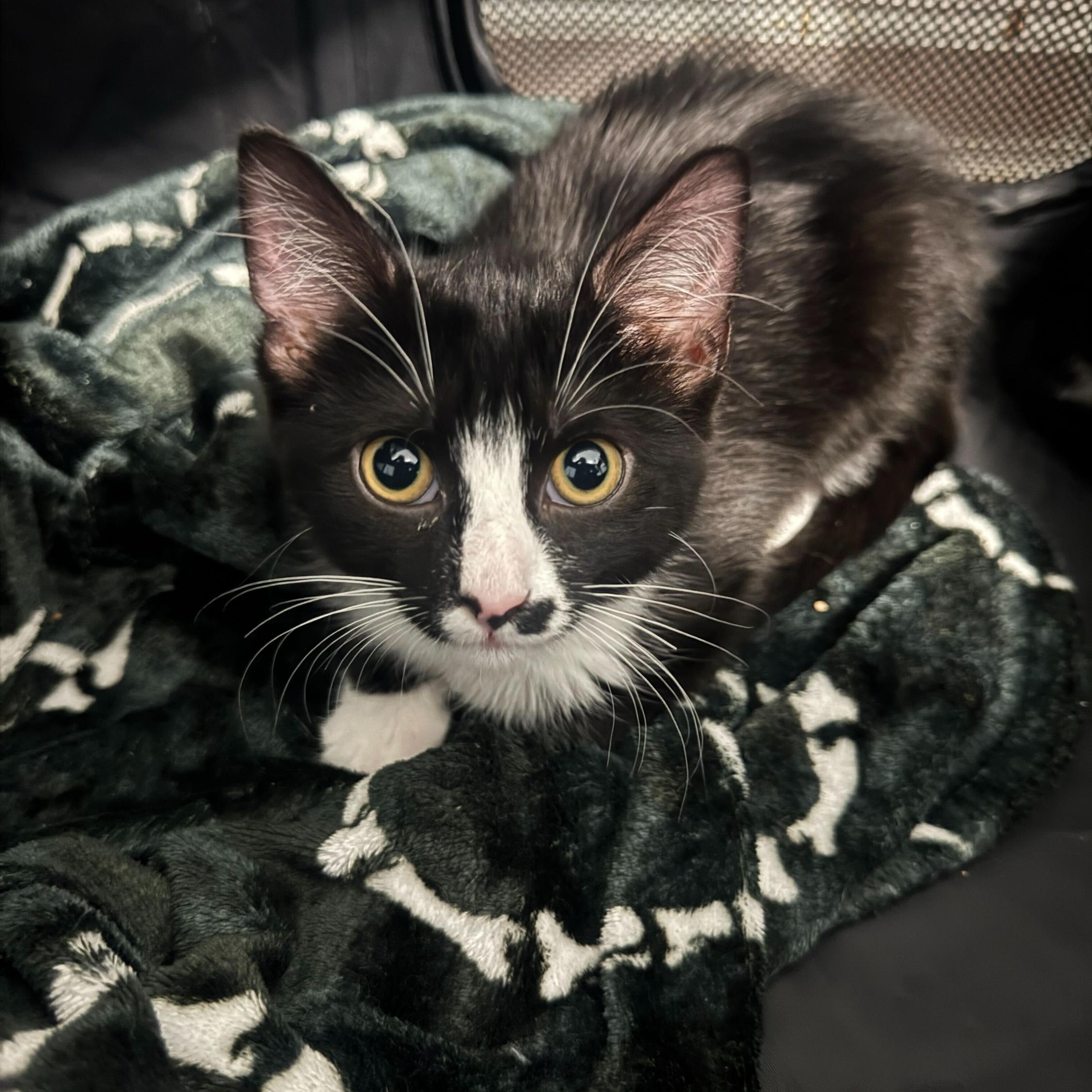 Enlarge Checo, an adopted Domestic Short Hair in Long Island City, NY image 4/6