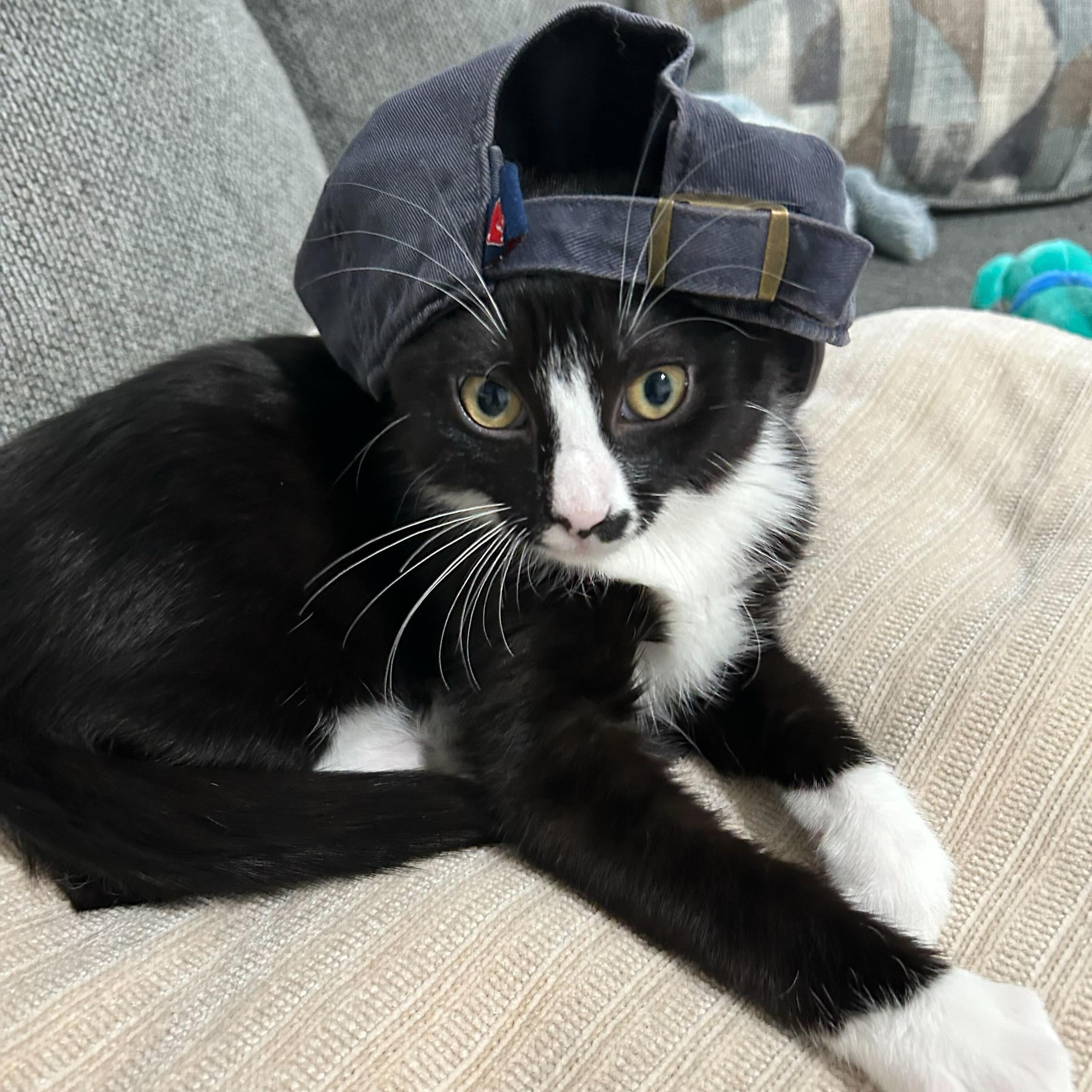 Enlarge Checo, an adopted Domestic Short Hair in Long Island City, NY image 5/6