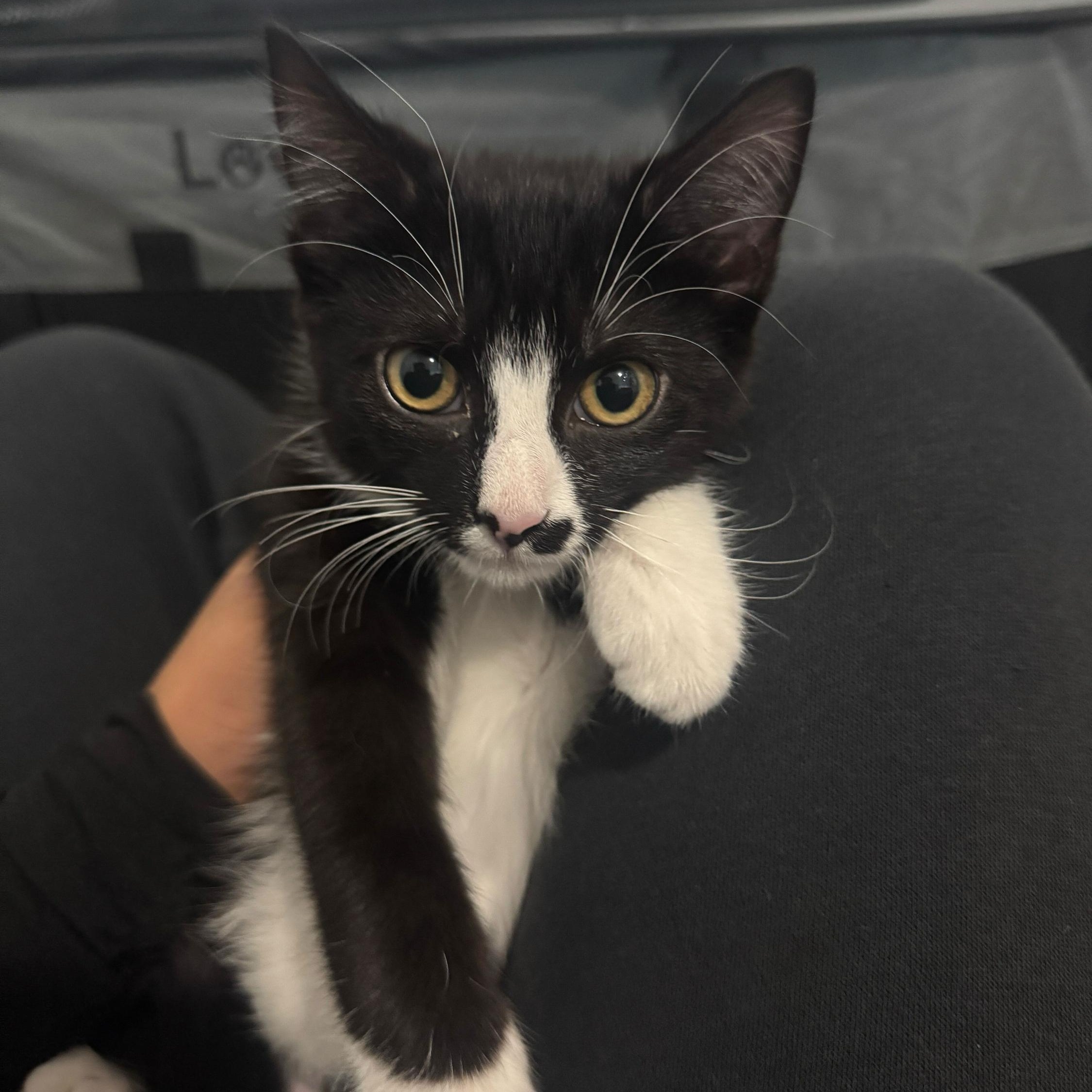 Enlarge Checo, an adopted Domestic Short Hair in Long Island City, NY image 6/6