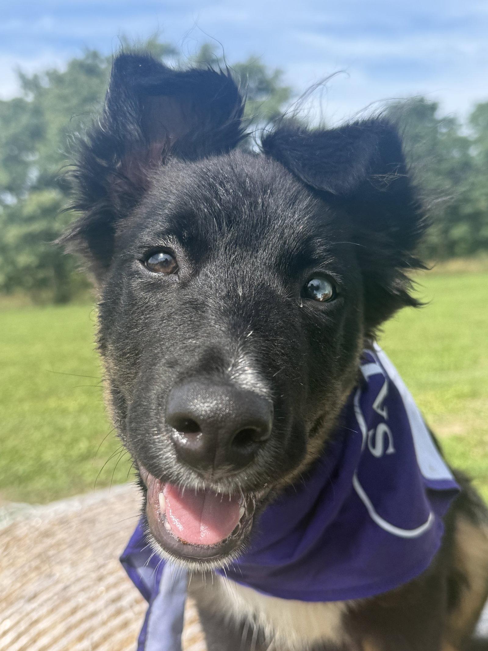 Enlarge Topo, a Adoptable mixed breed in Springville, NY image 1/3