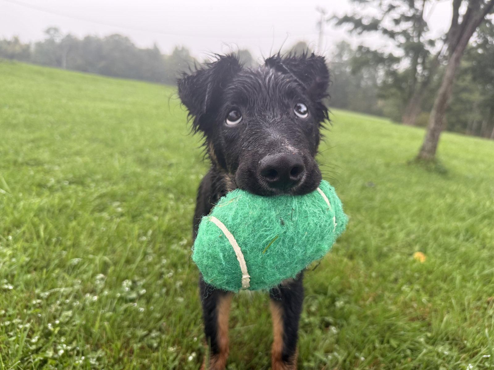 Enlarge Topo, a Adoptable mixed breed in Springville, NY image 2/3