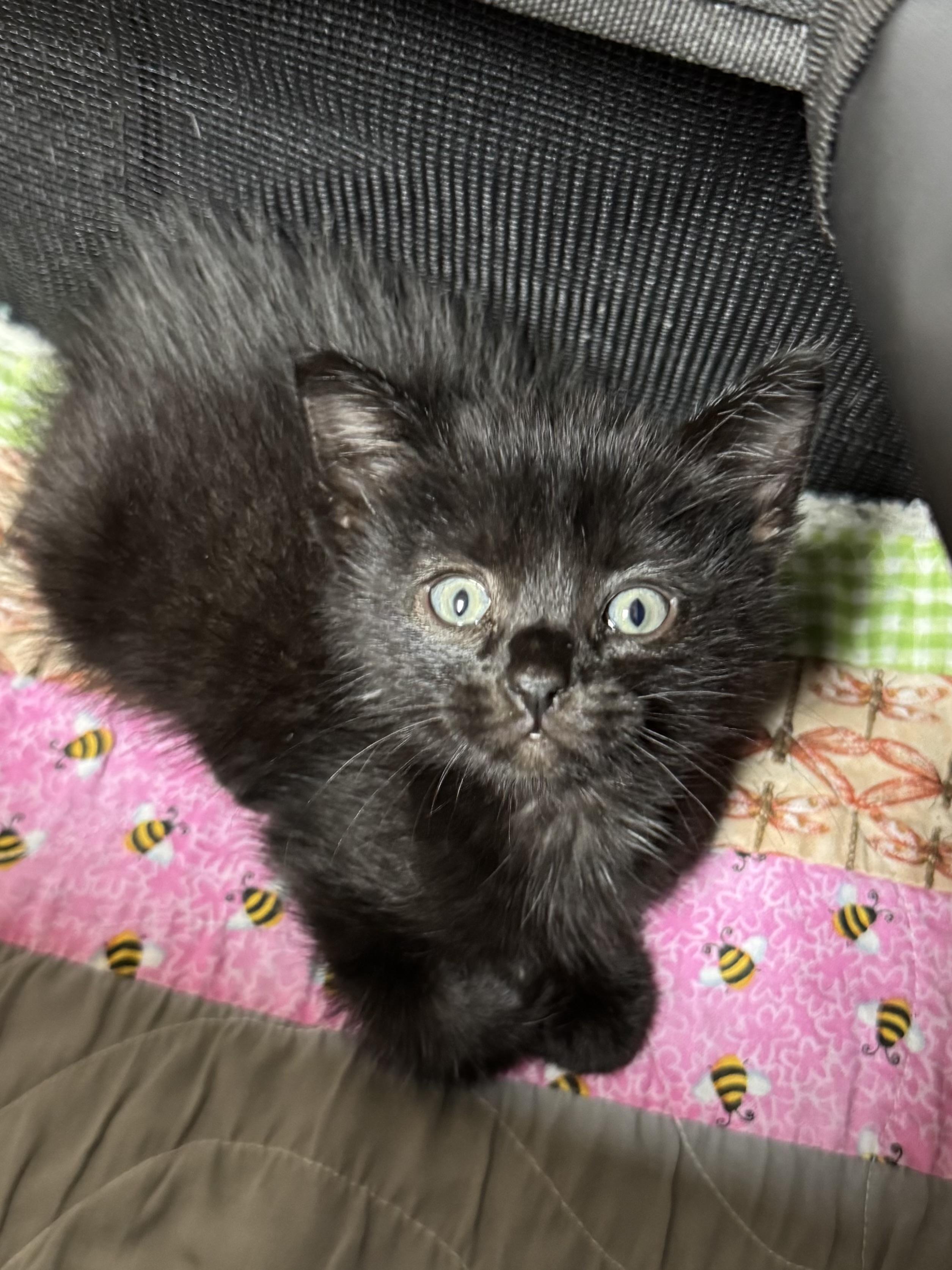 Enlarge Koda, a Adoptable mixed breed in Valley Center, KS image 1/2
