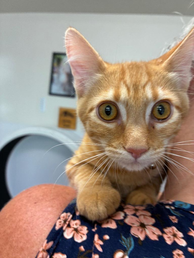 Enlarge Kitten - Copper, a Adopted Domestic Short Hair in Emmett, ID image 1/1