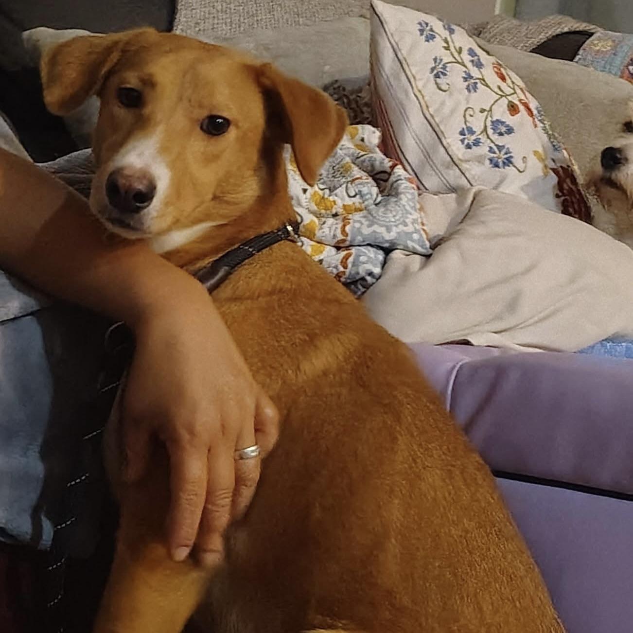 Camille, Adoptable, Young Female Labrador Retriever.